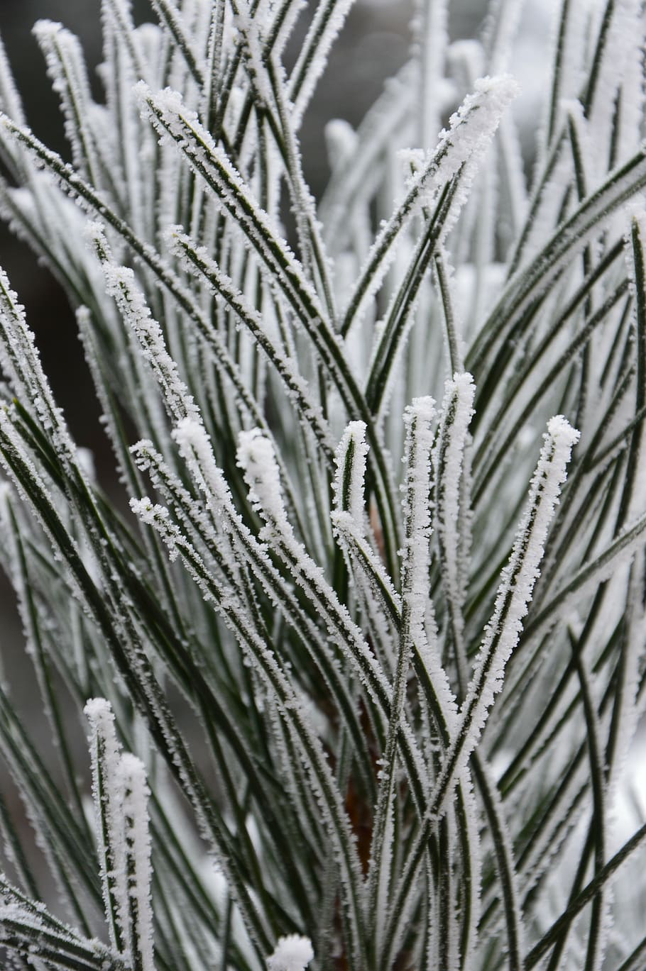 winter, snow, nature, pine, tree, plant, growth, close-up, no people HD wallpaper