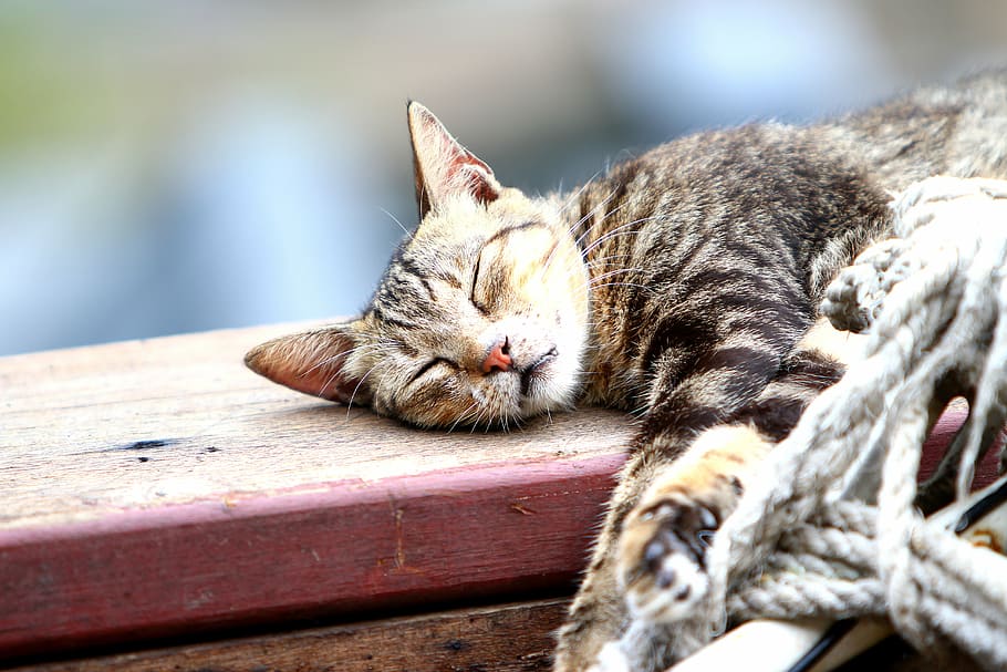 pet, xie, cat, domestic, mammal, pets, animal, animal themes HD wallpaper