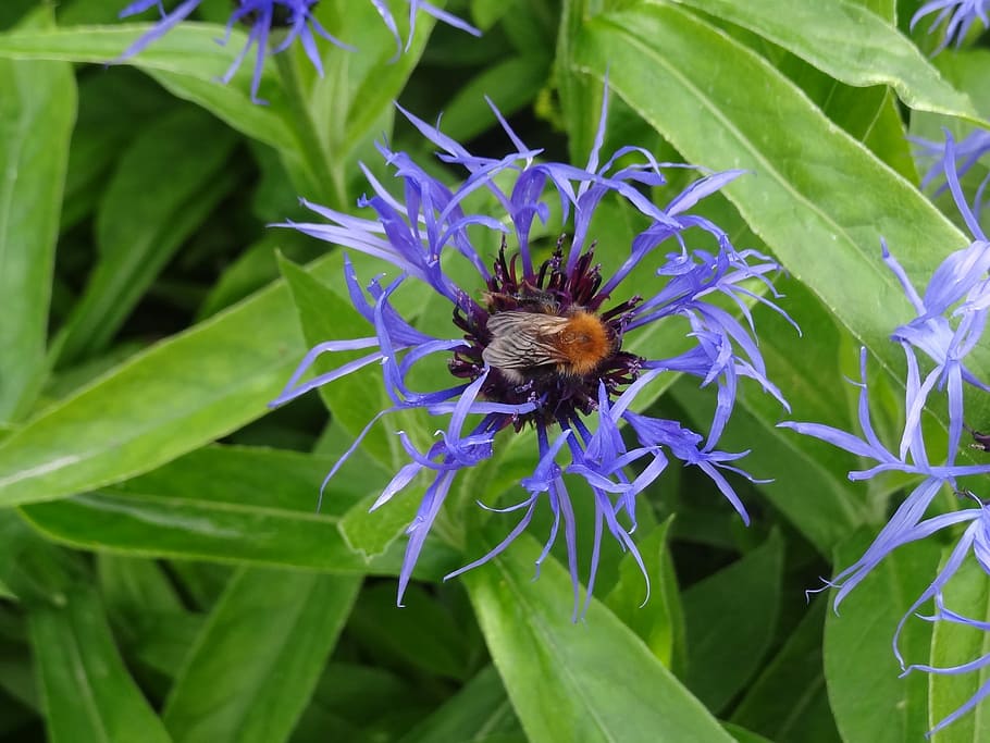 Flower, Thistle, Purple, leaf, insect, one animal, green color HD wallpaper