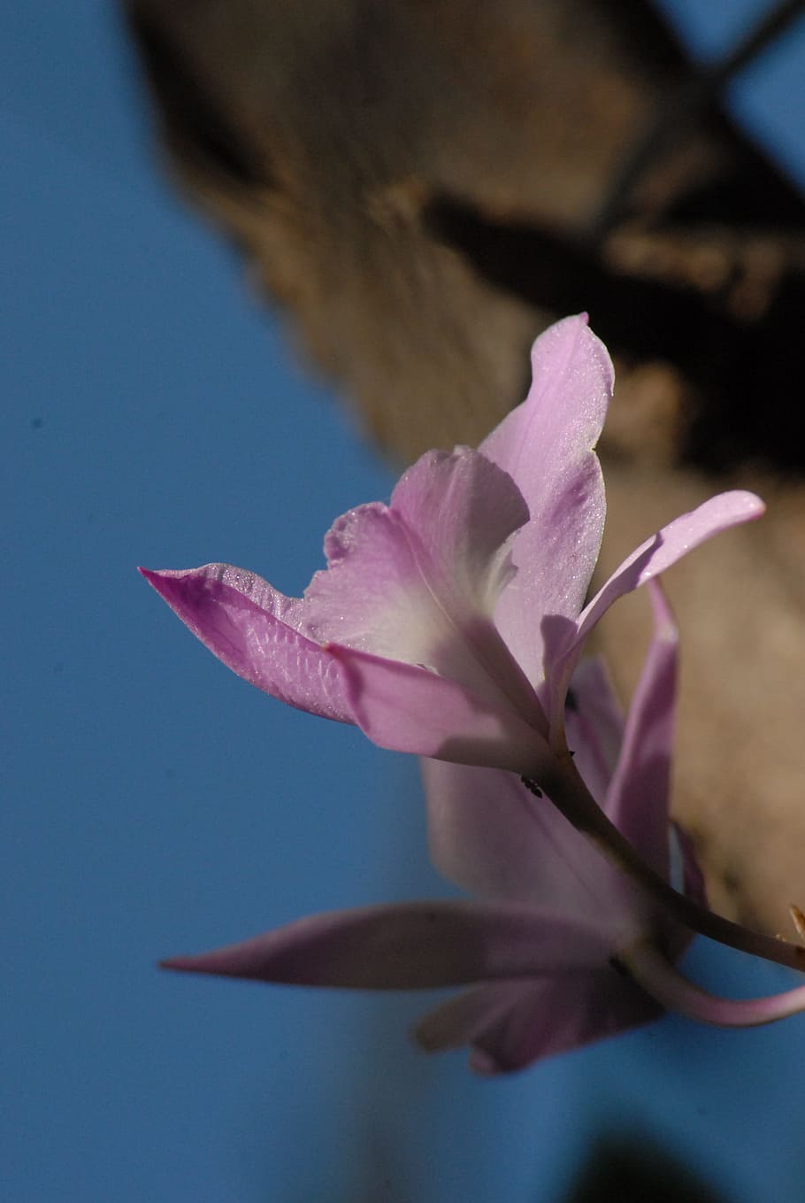 flower, flora, purple, flowering plant, pink color, beauty in nature HD wallpaper