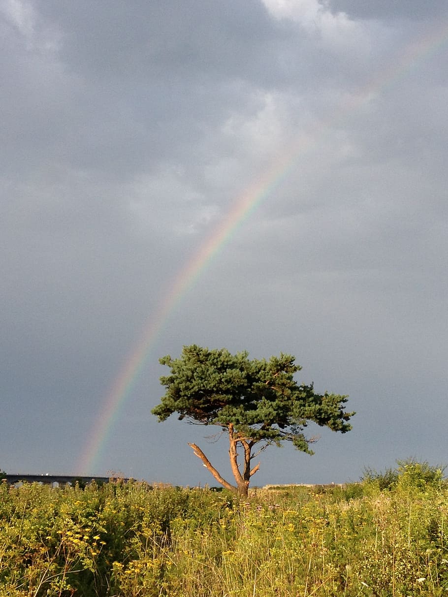 rainbow, weather, clouds, tree, landscape, nature, storm, light HD wallpaper