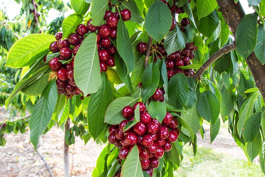 cherry, tree, fruit, kelowna, okanagan valley, blossom, nature, HD wallpaper
