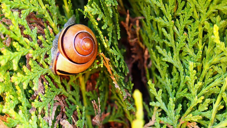 snail, nature, crawl, seashell, winniczek, green, garden, animal wildlife HD wallpaper