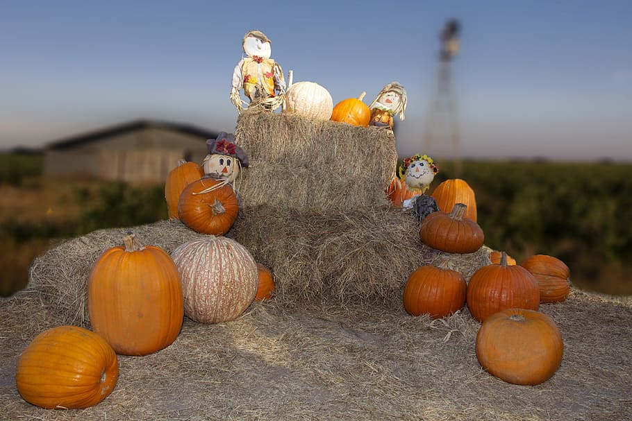 Pumpkins, Fall, Orange, autumn, halloween, holiday, october HD wallpaper