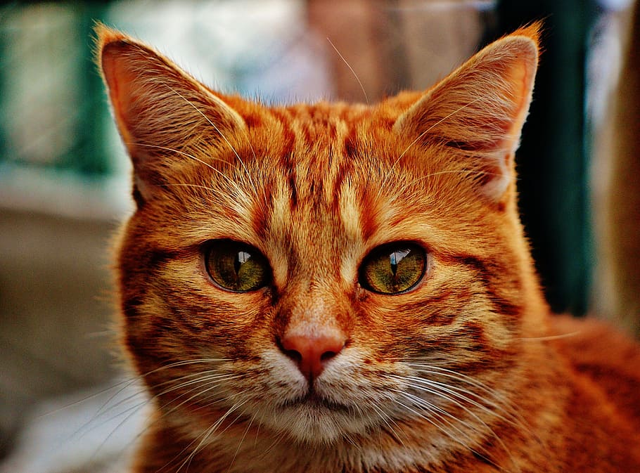 selective focus photography of orange tabby cat, red, cute HD wallpaper