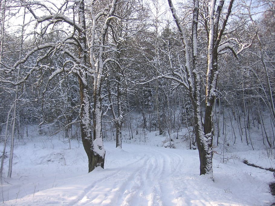 bare trees with snow at daytime, winter, road, cold, season HD wallpaper