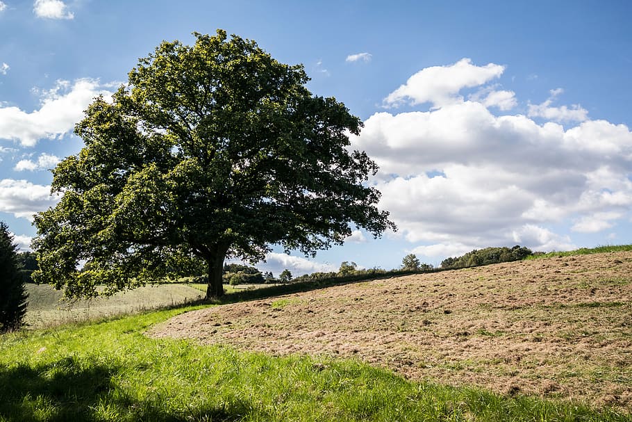 tree, crown, sky, clouds, treetop, blue, autumn, summer, mood HD wallpaper