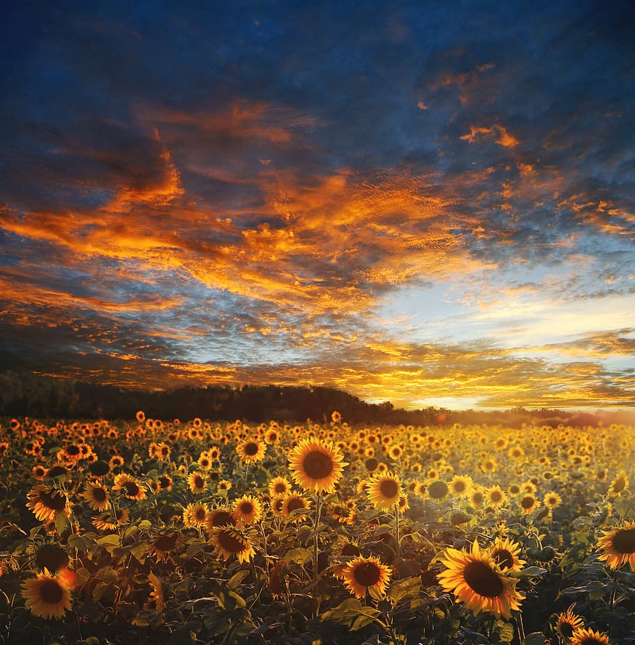 sunflower field during golden house, landscape, scene, scenery