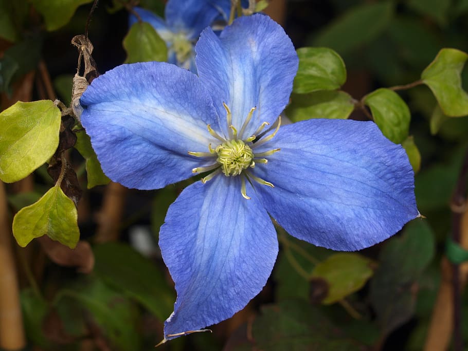 flower, clematis, bloom, flowering plant, petal, beauty in nature HD wallpaper