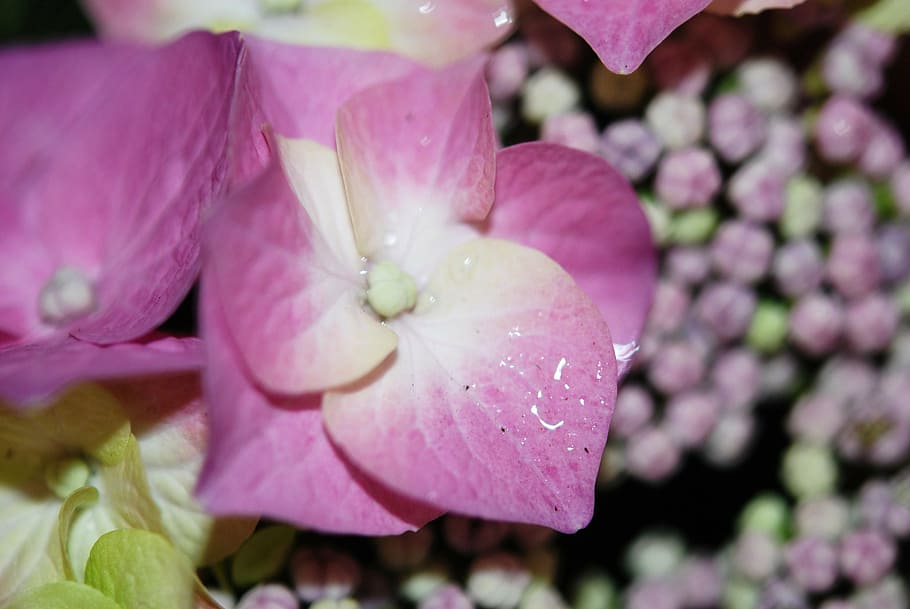 flower, pink, rose, drops, plant, nature, lilac, white, flowers HD wallpaper