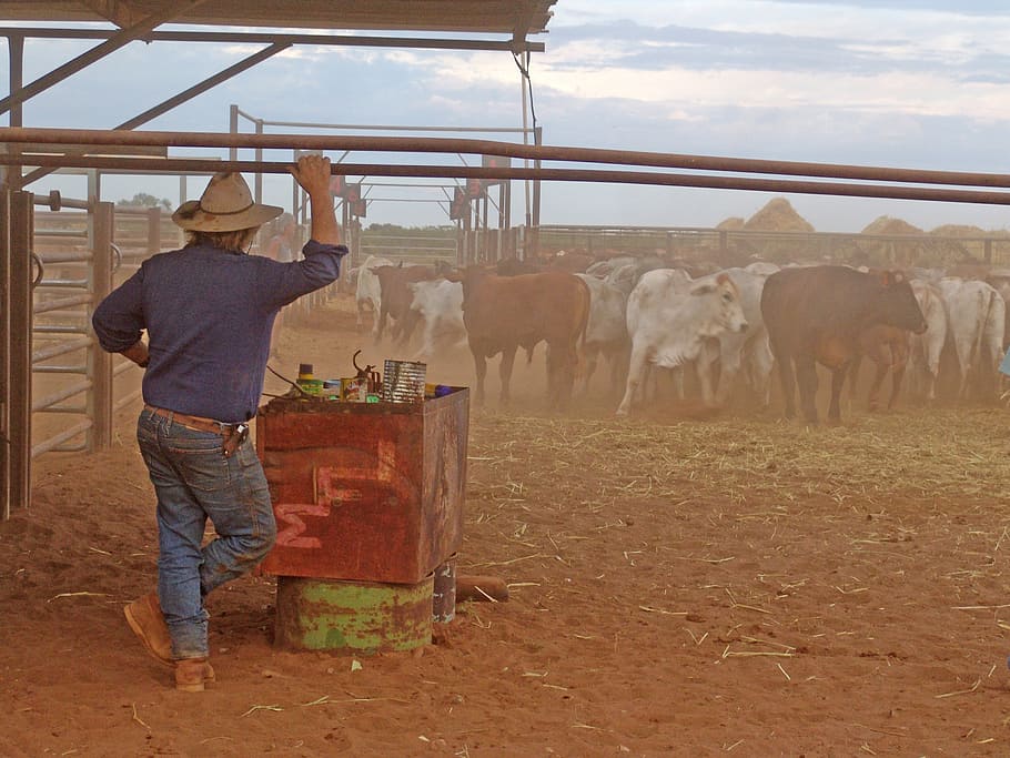 outback, cattle, drover, australia, real people, one person HD wallpaper
