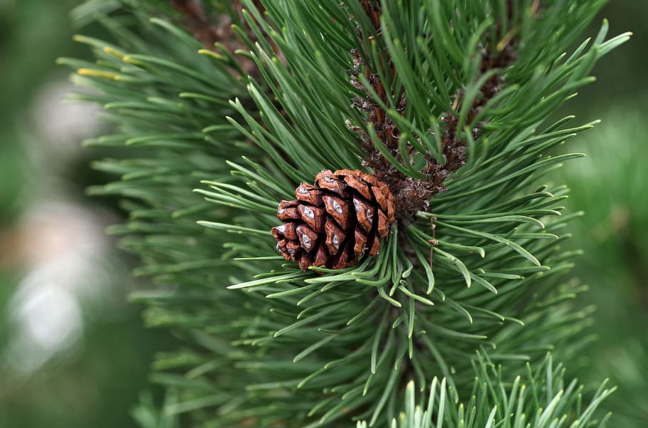 brown pine cone closeup photography, essential, oil, coniferous HD wallpaper