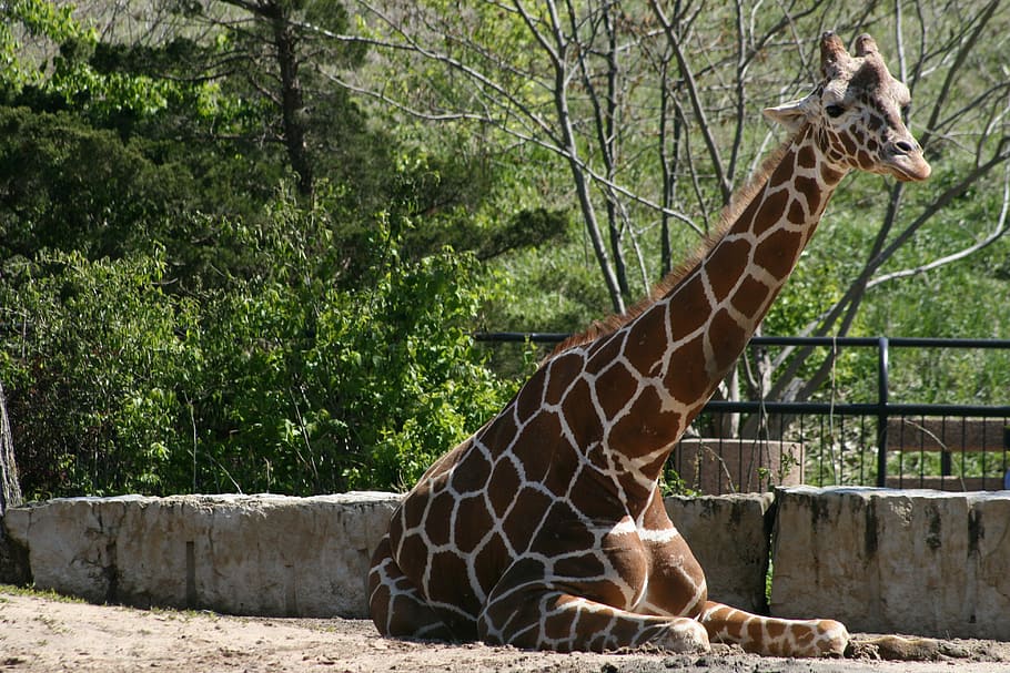 Long animals. Парк с жирафами. Жирафы парк Касела.