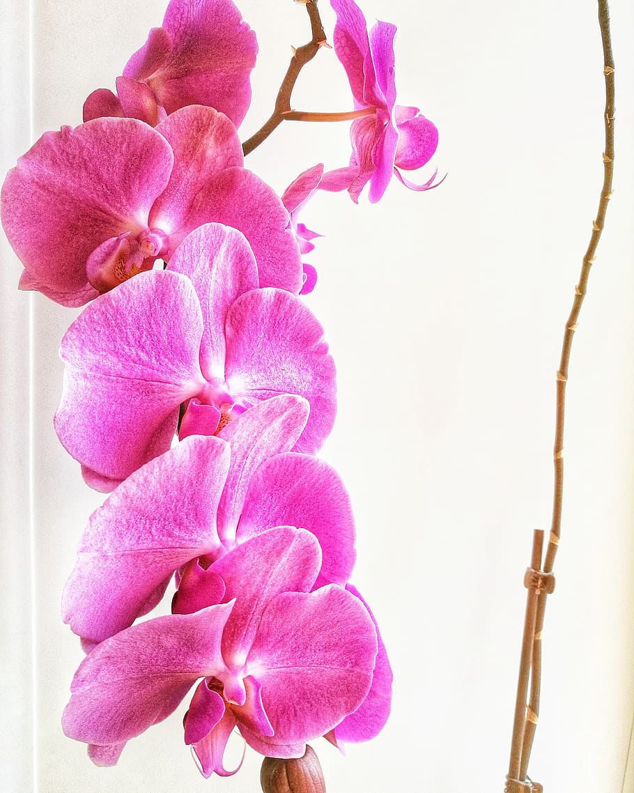 orchid, flowers, pink color, flowering plant, vulnerability HD wallpaper