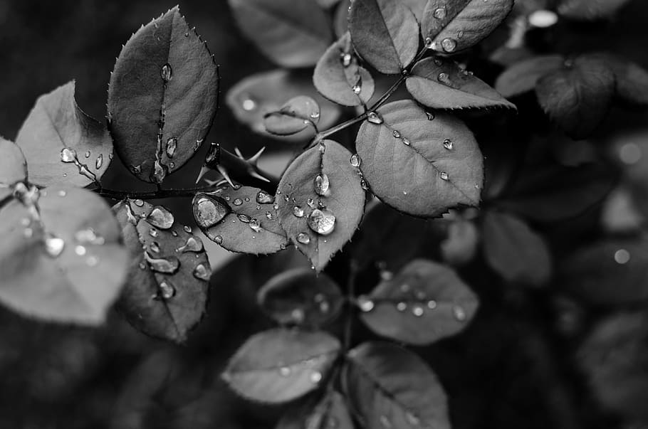 grayscale photo of leaves with water droplets, grayscale photo of plants with water droplets HD wallpaper
