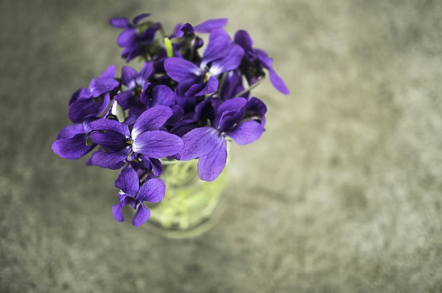 violets, flower, spring, macro, nature, garden, plant, purple HD wallpaper