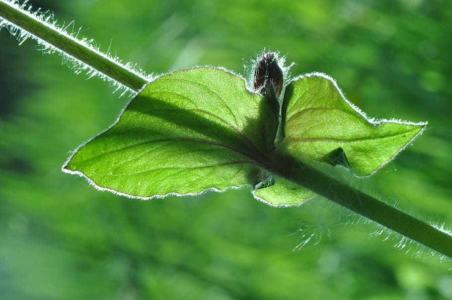 leaf, stem, plant, growth, garden, spring, nature, green, plant part HD wallpaper