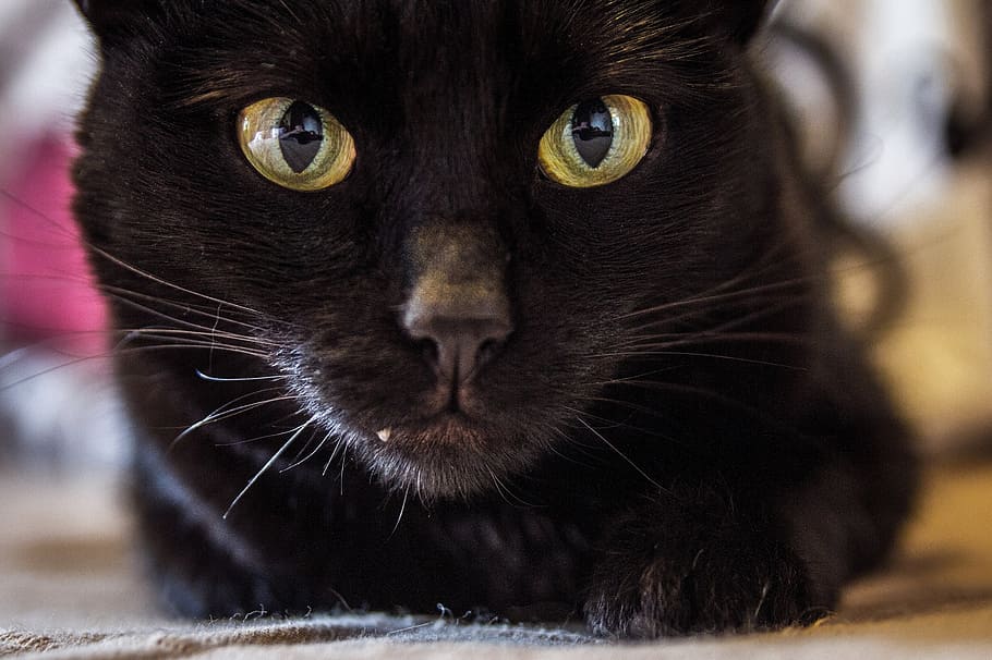 black cat closeup photography, close up, face, looking, domestic HD wallpaper
