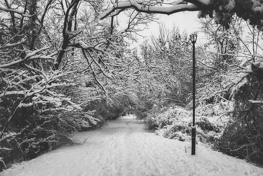 grayscale photo of pathway with trees covered with snow, walk HD wallpaper