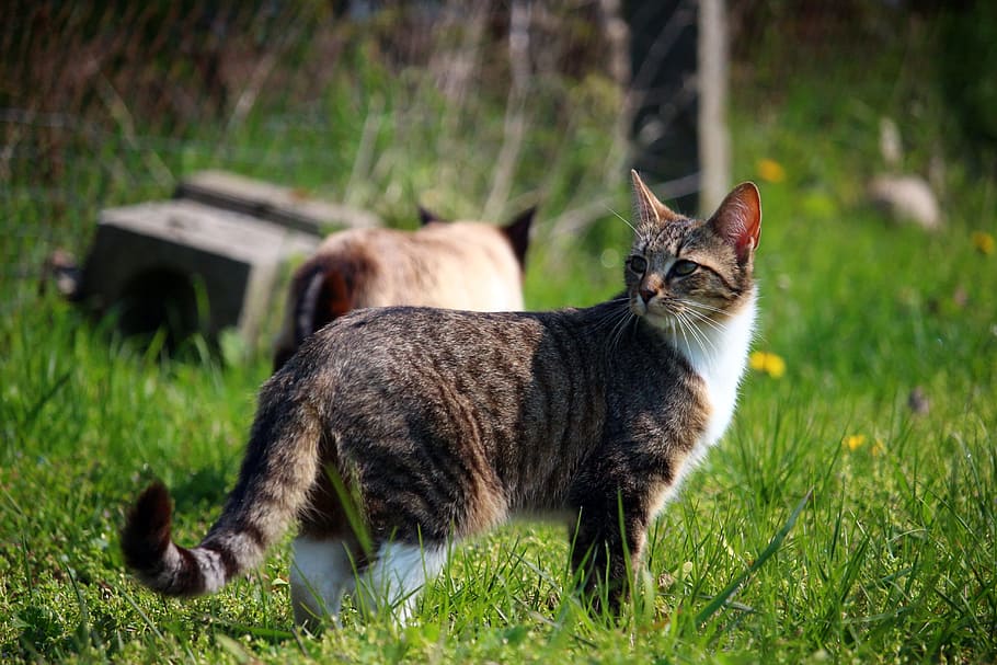 Kitten, Mackerel, Tiger Cat, mieze, cat baby, domestic cat HD wallpaper