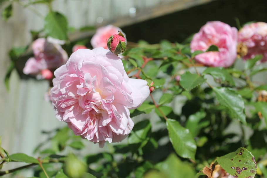 pink roses, rose bush, spring, flower, flowering plant, freshness HD wallpaper