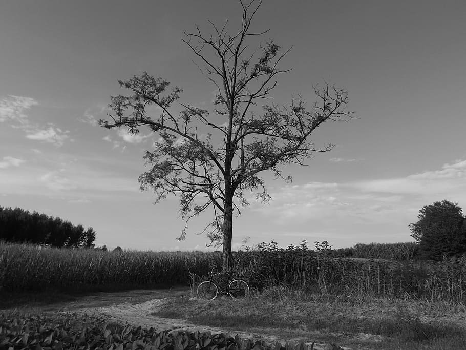 Landscape, White, Nero, Tree, Campaign, field, tranquil scene HD wallpaper