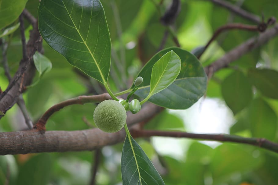 jackfruit, united jackfruit, leaf, plant part, growth, green color HD wallpaper