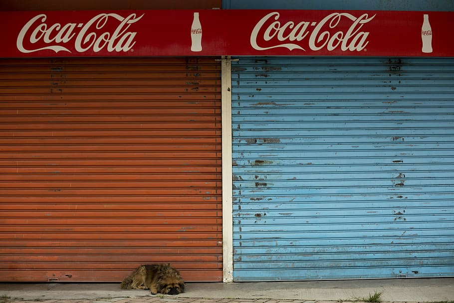 tan dog lying near red and blue metal door shutters, orange and blue roller shutters with red Coca-Cola signage