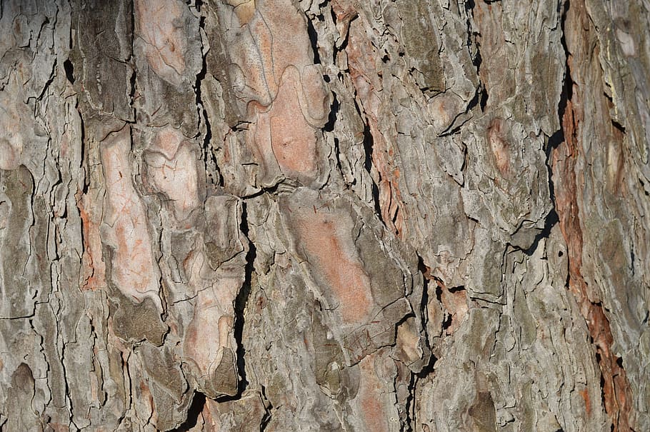 Bark, Tree, Trunk, Wood, Brown, weathered, surface, nature HD wallpaper