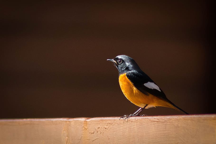 birds of the red belly, angkhang, redstart, phoenicurus phoenicurus