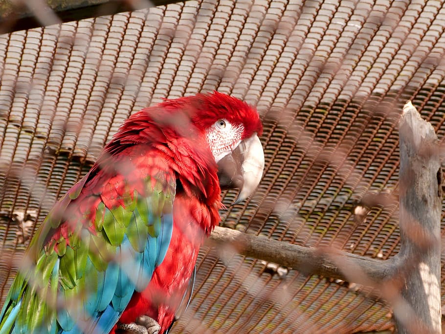 parrot, ara, macao, red, blue, portrait, bird, animal themes HD wallpaper