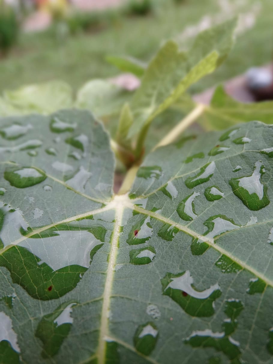 leaf, water, tomorrow, branch, green, nature, plant, close-up HD wallpaper