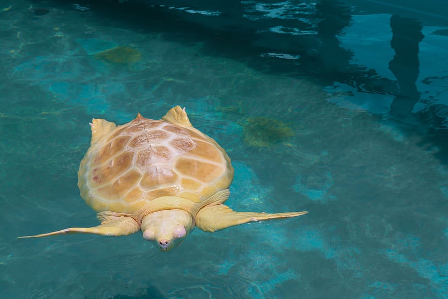 Hd Wallpaper Turtle White Animal Water Aquatic Animal Themes Sea