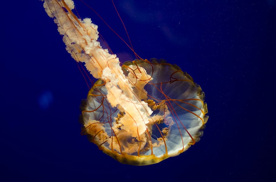 yellow and gray jellyfish under water, closeup photo of brown jellyfish
