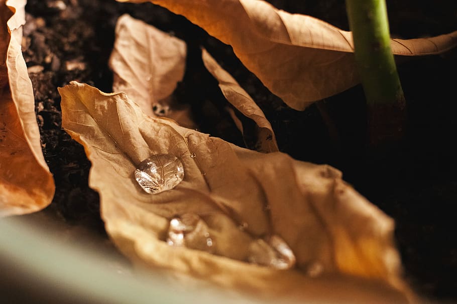dew drops on brown leaf in selective focus photography, focus photography of water droplet on withered leaf HD wallpaper