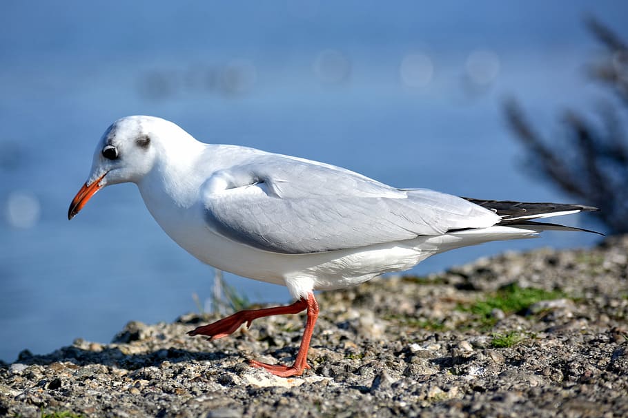 gull, butterwort, individually, close, water bird, animal world HD wallpaper
