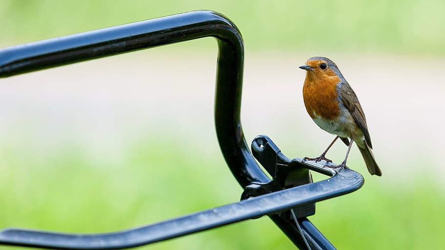 robin, bird, red, nature, wildlife, small, plumage, feather HD wallpaper