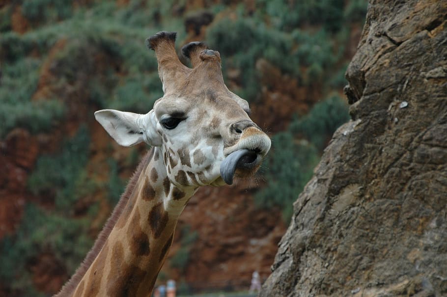 giraffe, language, head, one animal, animal themes, animals in the wild HD wallpaper