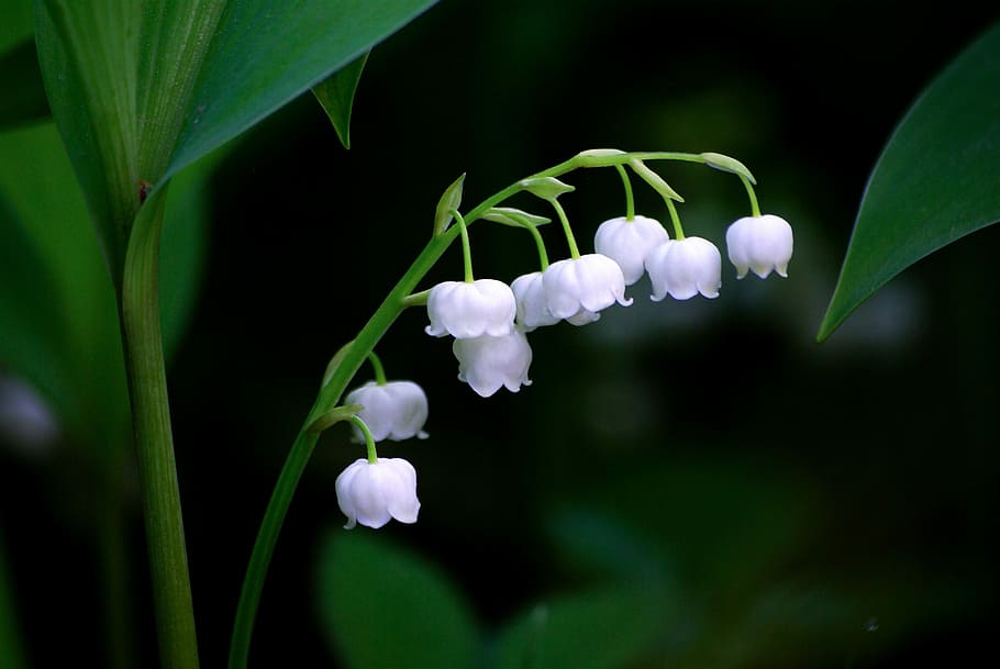 white flowers, nature, plants, leaf, outdoors, lily of the valley HD wallpaper
