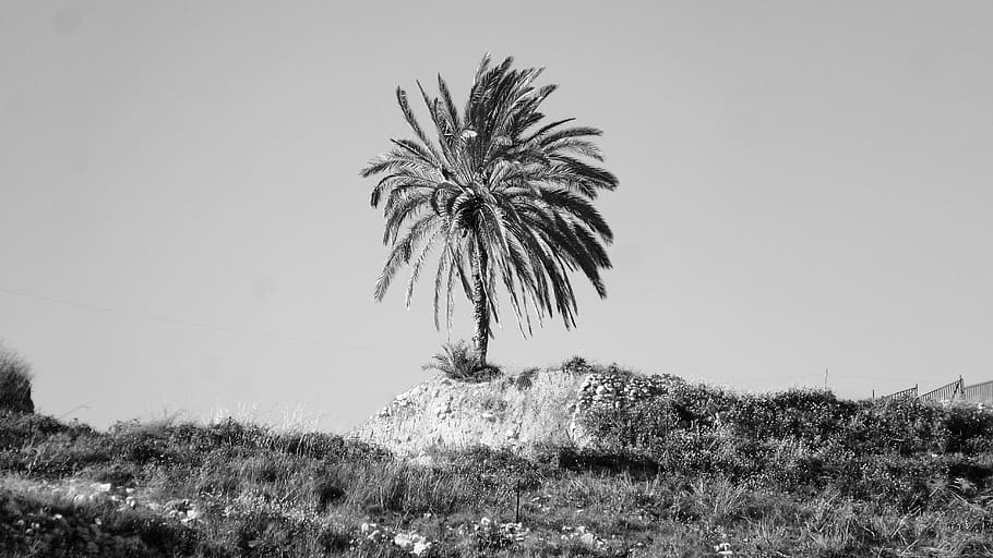 palm, tree, single, landscape, nature, plant, hill, top, black And White HD wallpaper