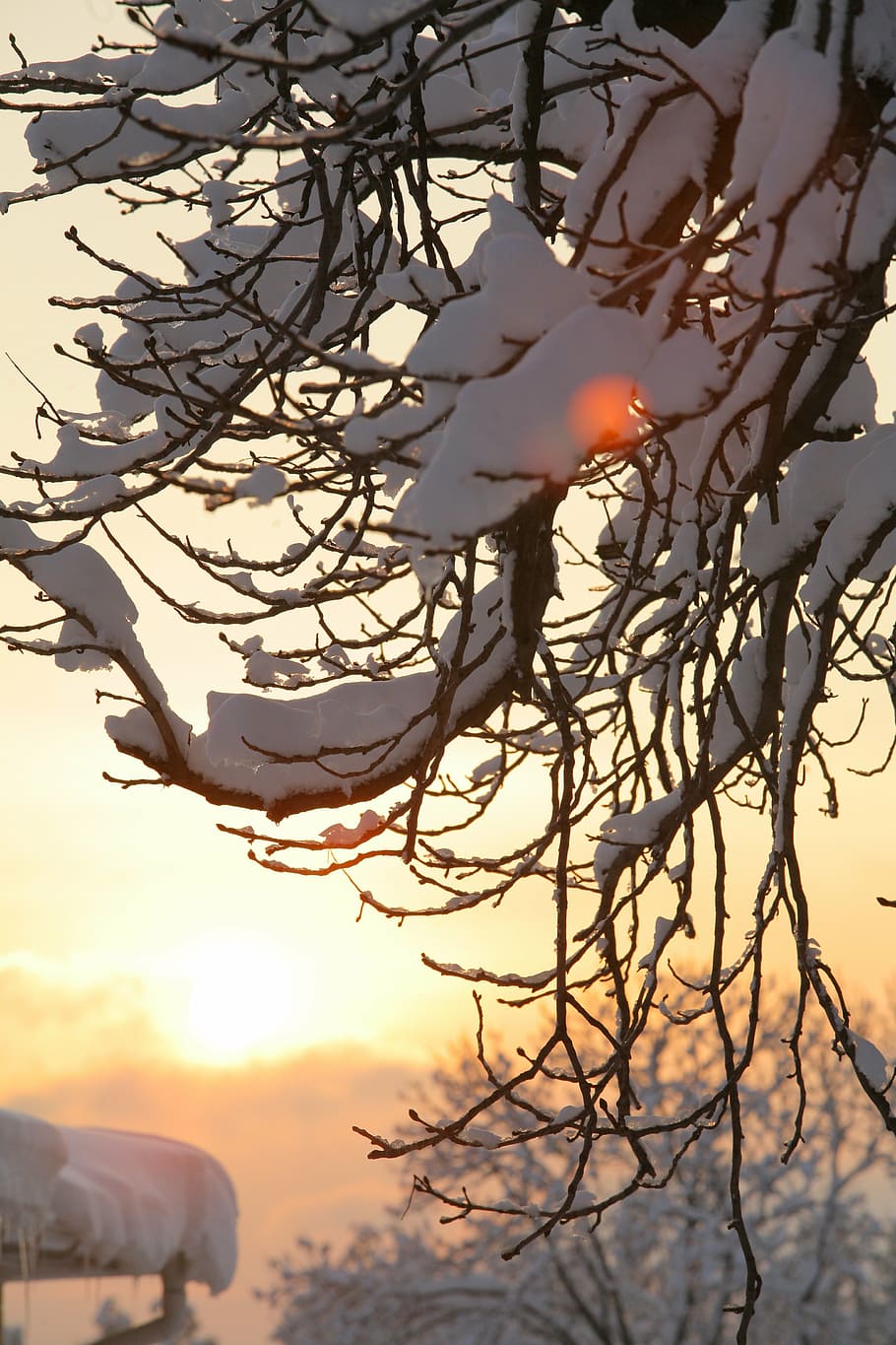 winter, cold, frost, trees, branch, sunset, kontrazhur, nature HD wallpaper