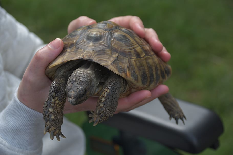 turtle, animals, tortoise, reptile, nature, panzer, tortoise shell HD wallpaper