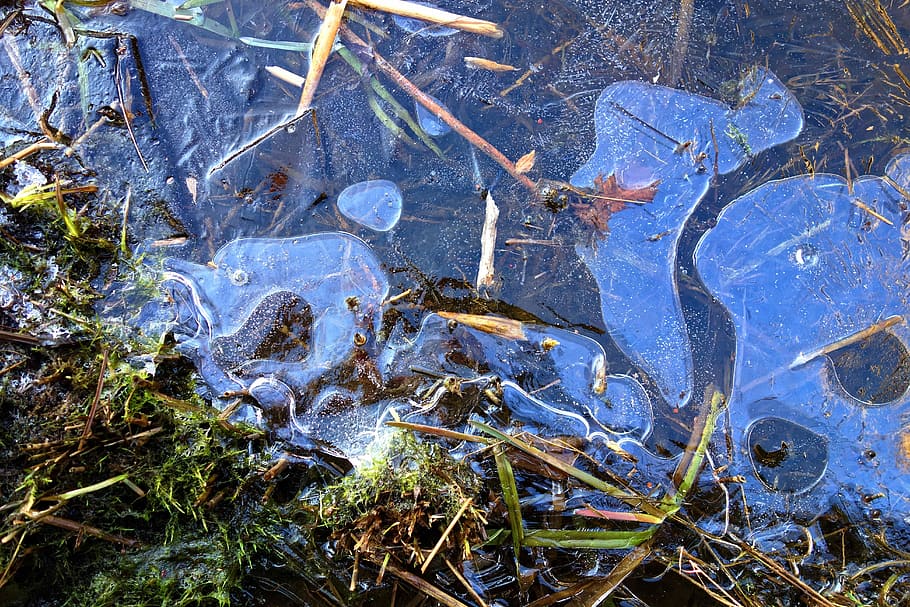ice, frozen, zing, surface, frozen marsh, transparent, air bubbles HD wallpaper