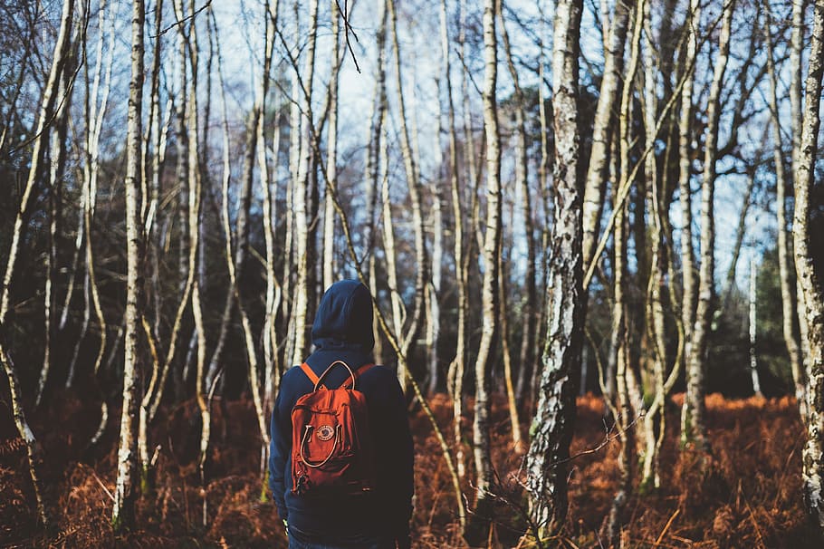 back, backpack, hoodie, trunks, branches, trees, forest, grass HD wallpaper