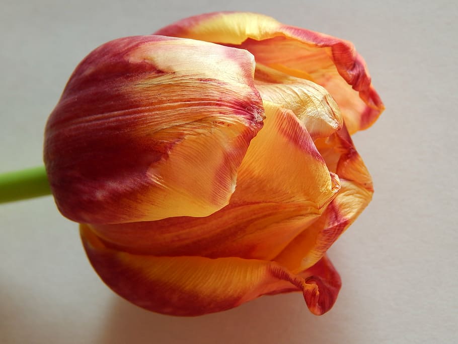 tulip, flower, fading, close-up, petal, freshness, vulnerability HD wallpaper