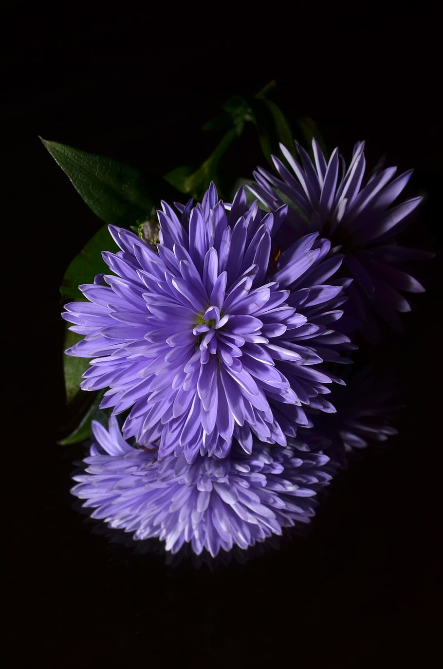 Aster, Flower, Purple, flower head, nature, petal, growth, flowering plant HD wallpaper