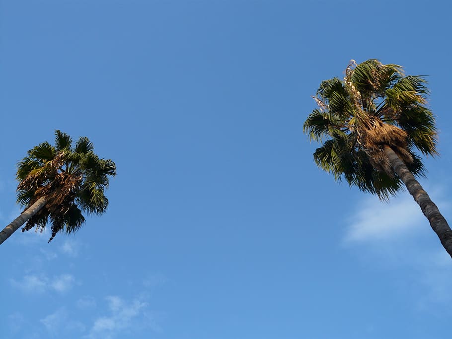 palm trees, sky, blue, exotic, low angle view, plant, growth HD wallpaper