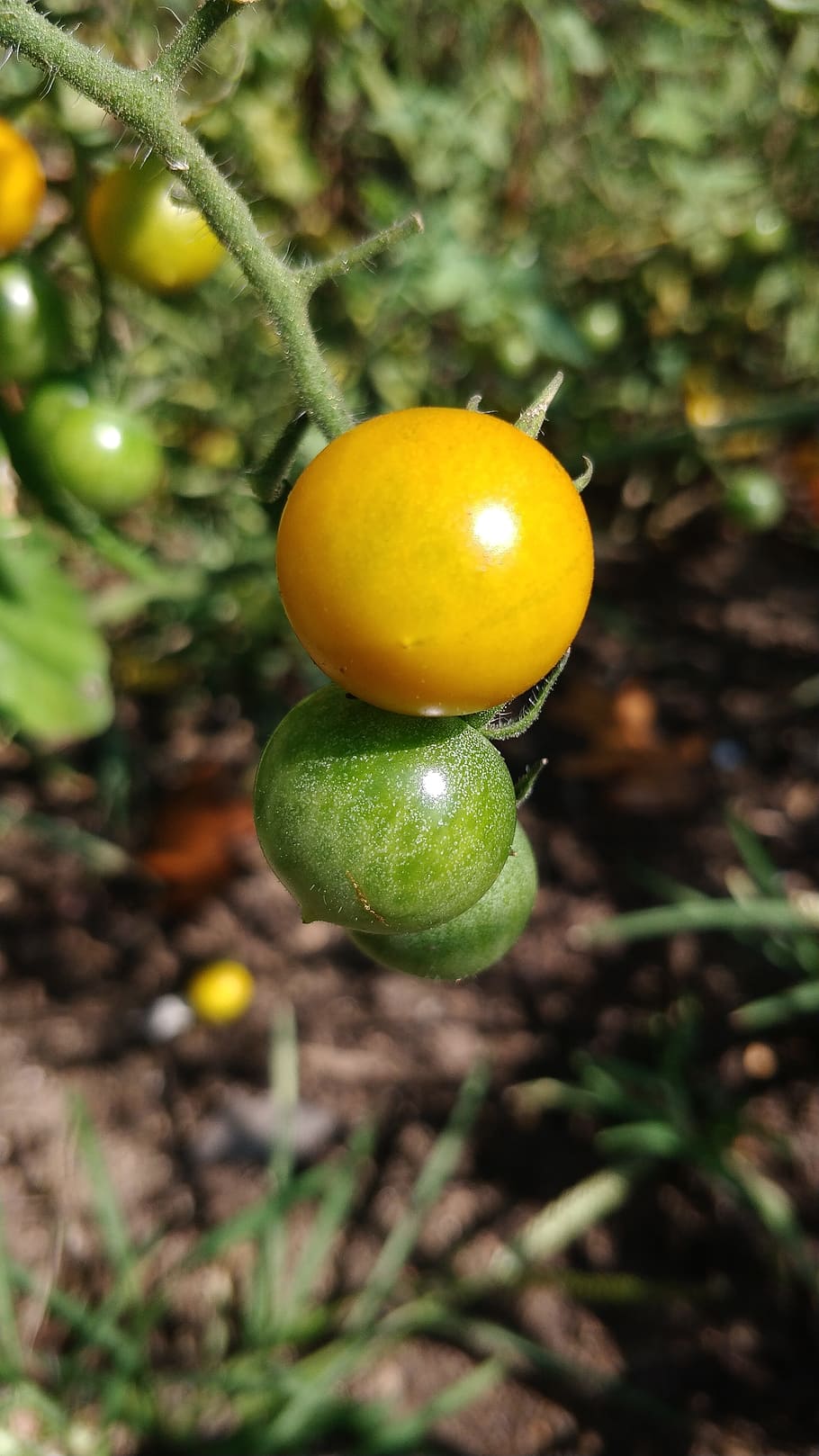 tomatoes, vegetable, garden, cherry tomatoes, small, red tomato HD wallpaper