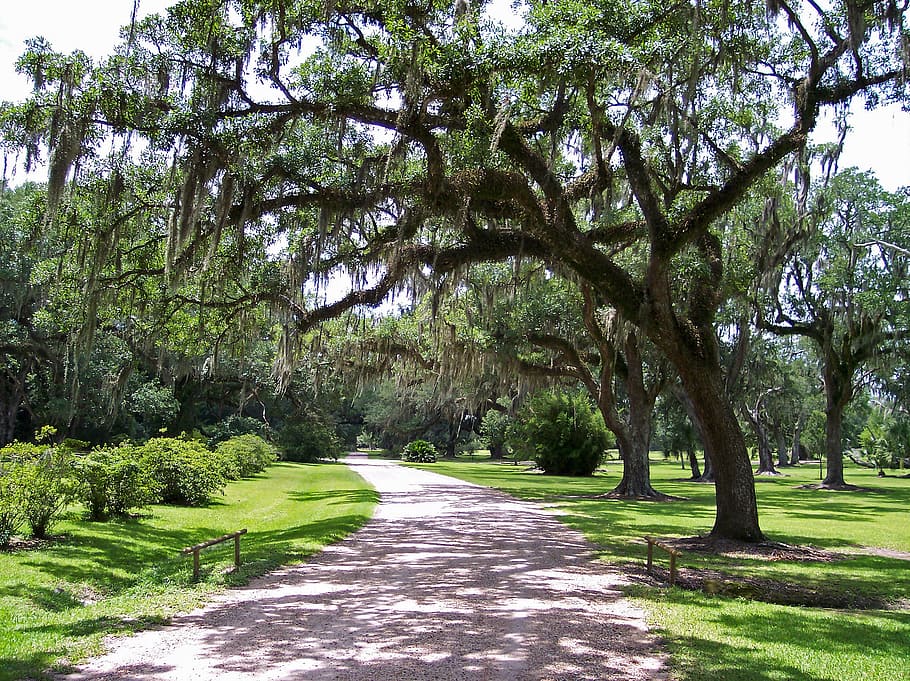 green trees near walkway, moss, spanish moss, mossy, path, road HD wallpaper