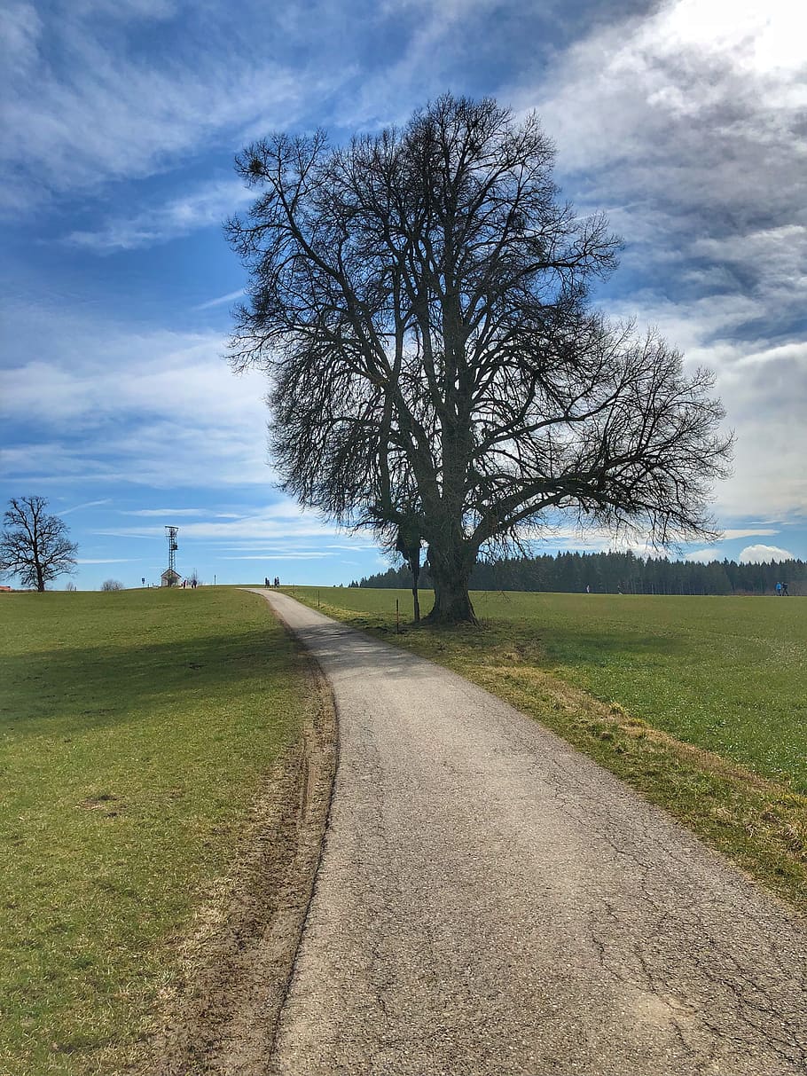 landscape, road, nature, tree, plant, sky, the way forward HD wallpaper